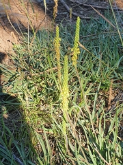 Plantago maritima serpentina
