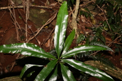 Eupomatia bennettii