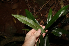 Eupomatia bennettii