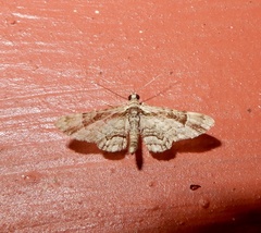 Calluga costalis