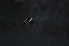Columba palumbus