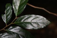 Alangium polyosmoides tomentosum