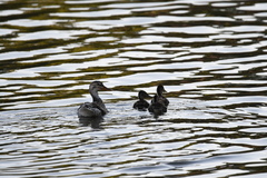 Anas platyrhynchos