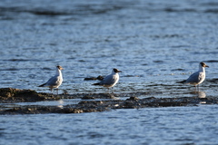 Chroicocephalus ridibundus