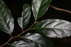 Alangium polyosmoides tomentosum