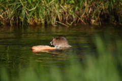 Rattus norvegicus