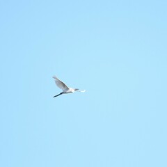 Egretta garzetta