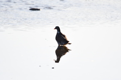 Columba palumbus