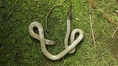 Platyplectrurus madurensis