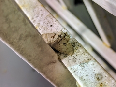 Dysaethria lunulimargo