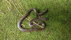 Platyplectrurus madurensis