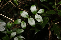 Pandorea jasminoides