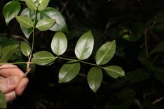 Pandorea jasminoides