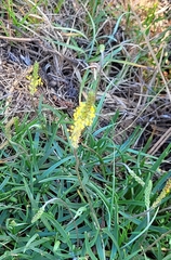 Plantago maritima serpentina