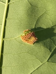 Puccinia sparganioidis