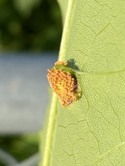 Puccinia sparganioidis