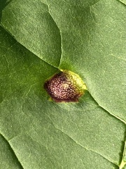 Puccinia sparganioidis
