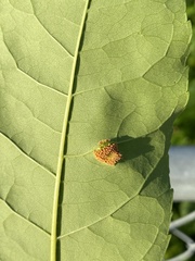Puccinia sparganioidis