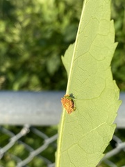 Puccinia sparganioidis