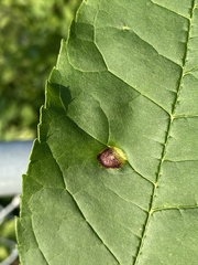 Puccinia sparganioidis