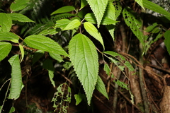 Boehmeria macrophylla