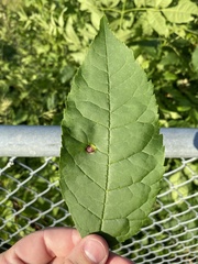 Puccinia sparganioidis