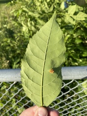 Puccinia sparganioidis