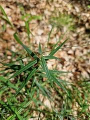 Melampyrum sylvaticum