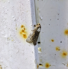 Paracossus chloratus