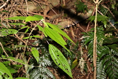 Boehmeria macrophylla