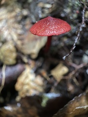 Cortinarius vinicolor