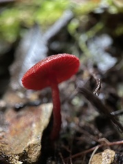 Cortinarius vinicolor