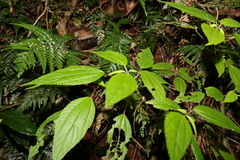 Boehmeria macrophylla