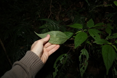 Boehmeria macrophylla