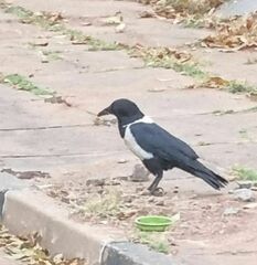 Corvus albus