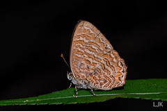 Poritia sumatrae