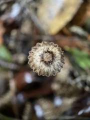 Pseudohydropus parafunebris