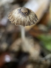 Pseudohydropus parafunebris