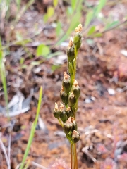 Drosera anglica