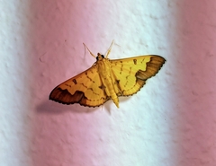 Meroctena tullalis