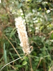 Melica transsilvanica