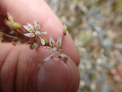 Micranthes petiolaris