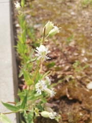 Silene vulgaris