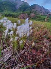 Trichophorum alpinum