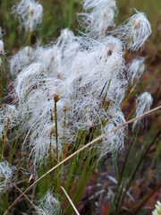 Trichophorum alpinum