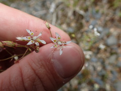 Micranthes petiolaris
