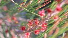 Allocasuarina emuina