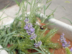 Hemaris croatica