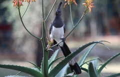 Corythaixoides leucogaster