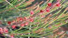 Allocasuarina emuina